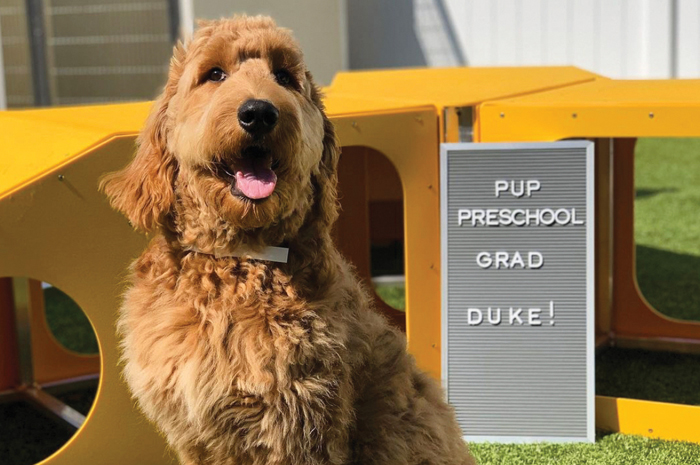 A puppy sits in front of a sign celebrating his graduation from puppy pre-school. 