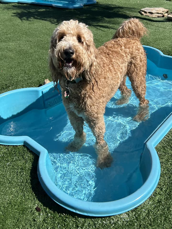 A dog with curly hair standing in a pool at Club Mutts