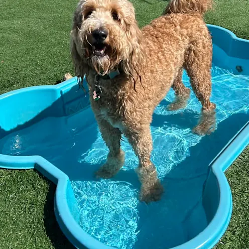 A dog with curly hair standing in a pool at Club Mutts A dog with curly hair standing in a pool at Club Mutts