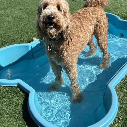 A dog with curly hair standing in a pool at Club Mutts