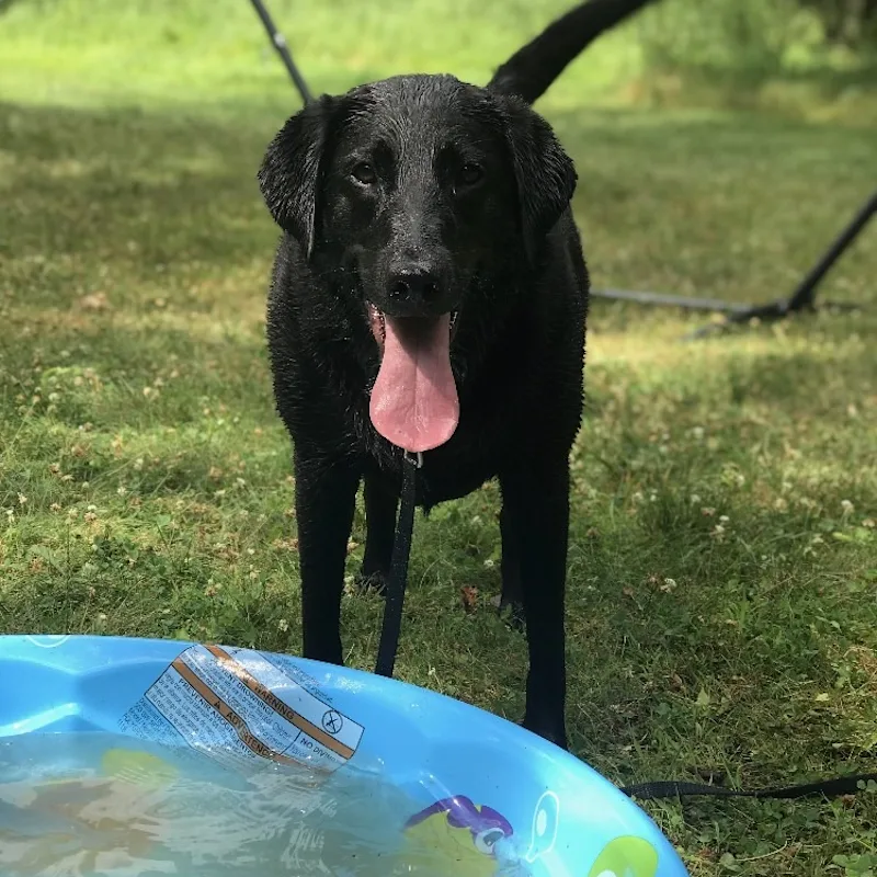 Bella at Marbletown Animal Hospital Bella at Marbletown Animal Hospital