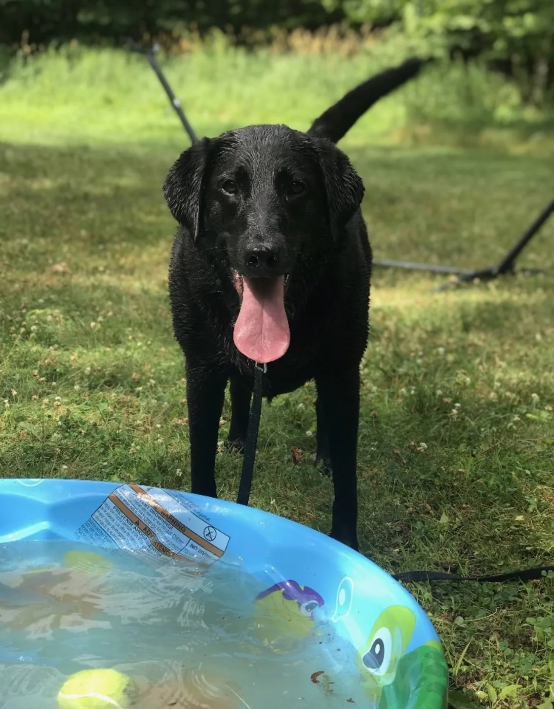 Bella at Marbletown Animal Hospital Bella at Marbletown Animal Hospital