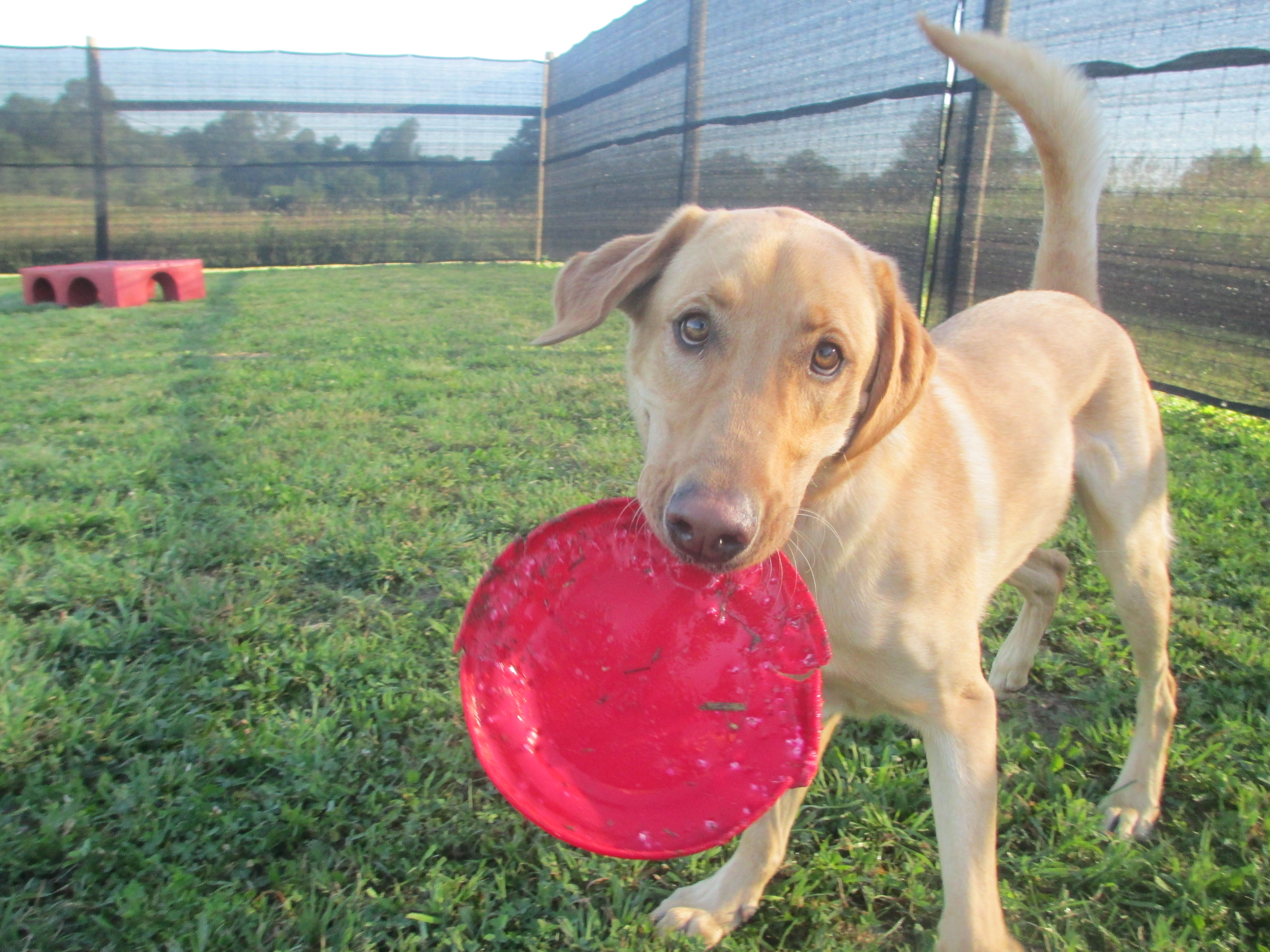 Waterville Veterinary Clinic Dog and Frisbee