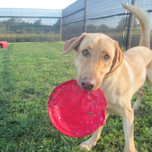 Waterville Veterinary Clinic Dog and Frisbee