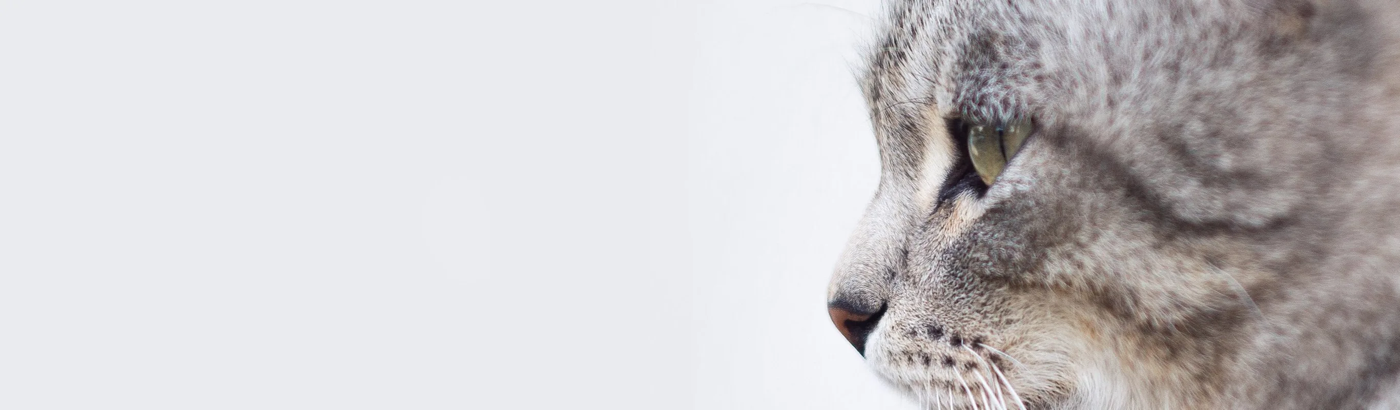 Profile view of a cat staring to the side Profile view of a cat staring to the side