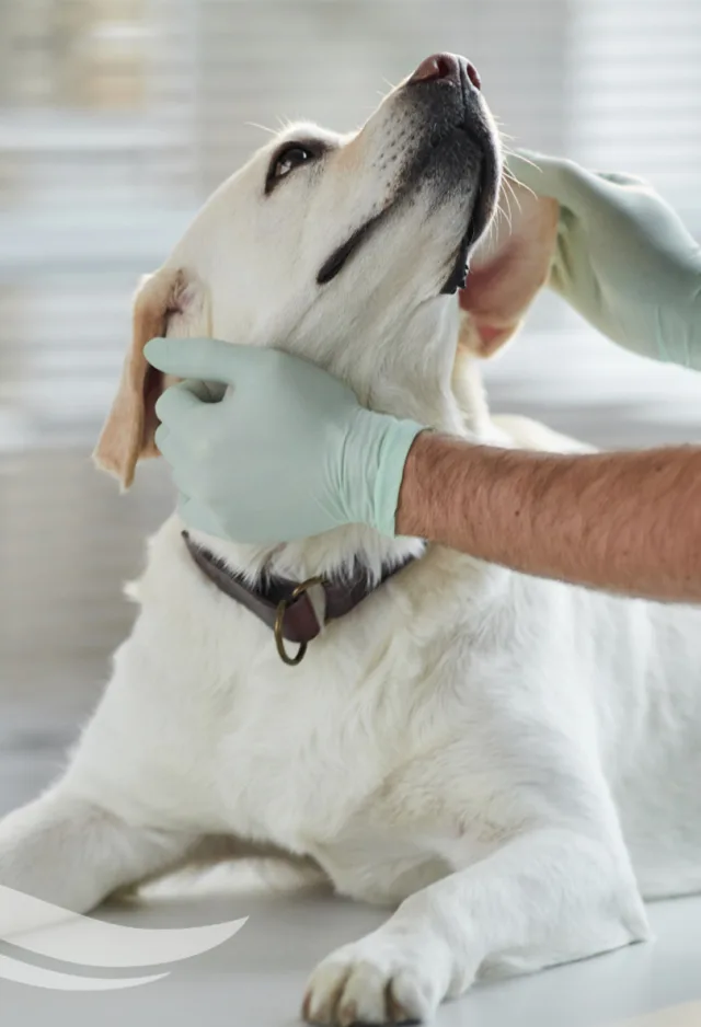 A veterinarian assisting a yellow lab