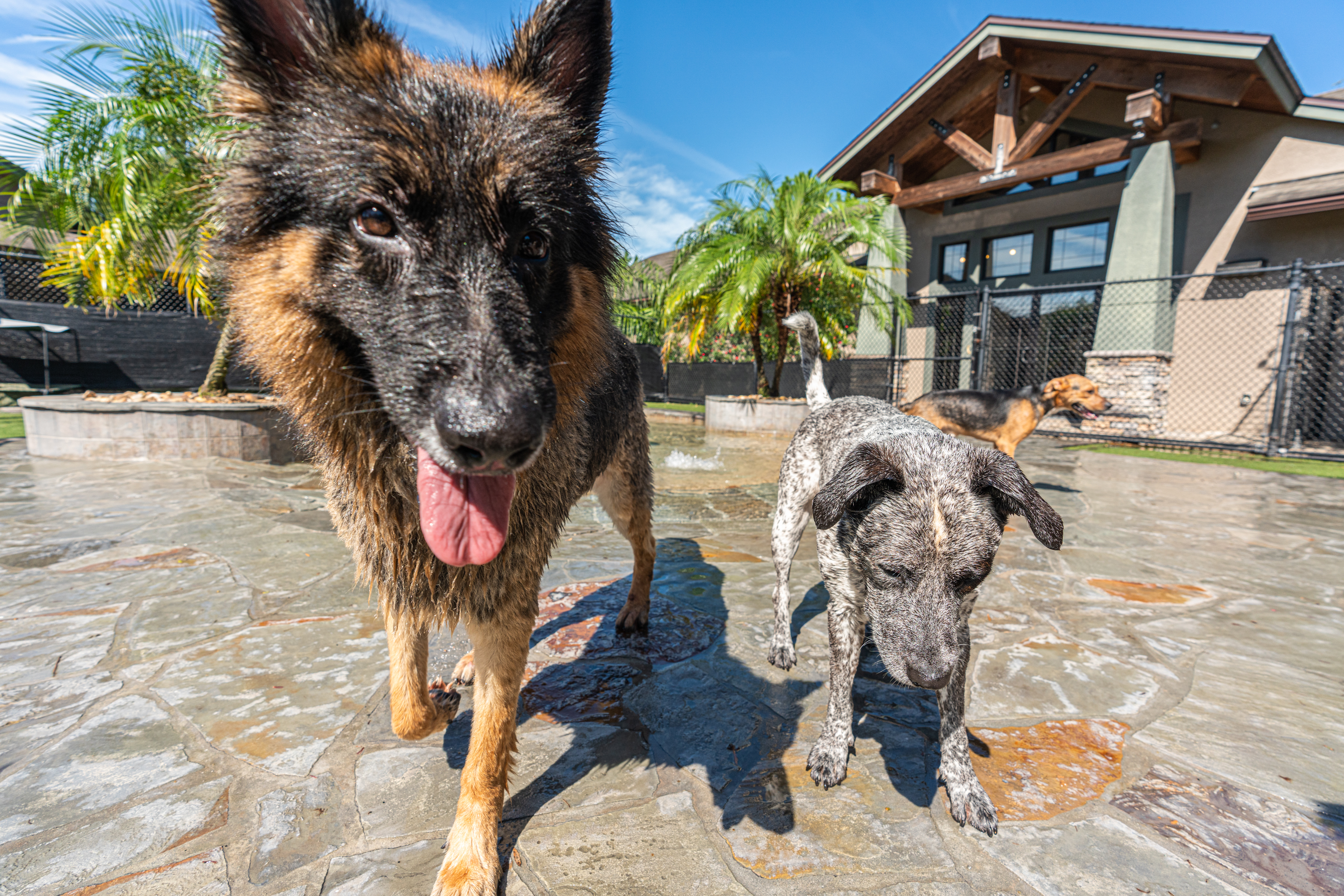 The Lodge at New Tampa Dogs in Water