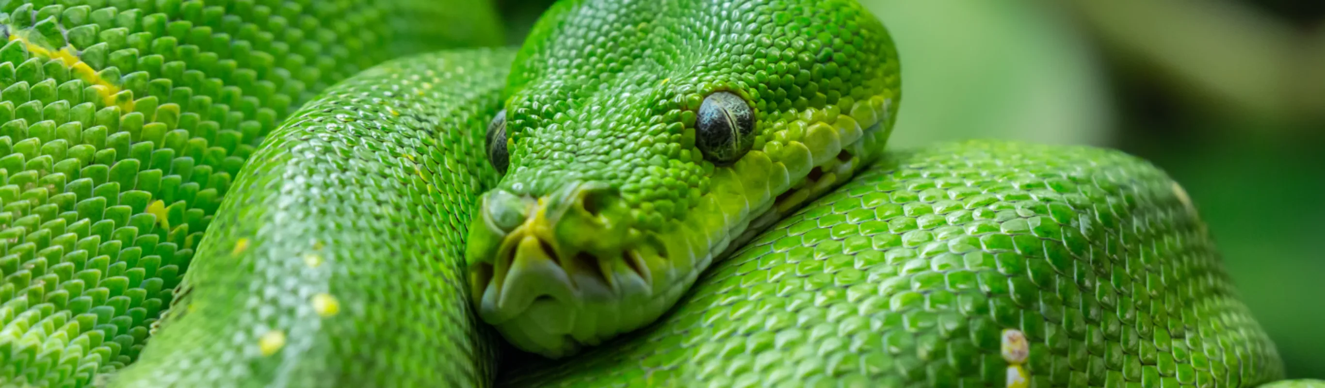 Green Pit Viper Snake Green Pit Viper Snake