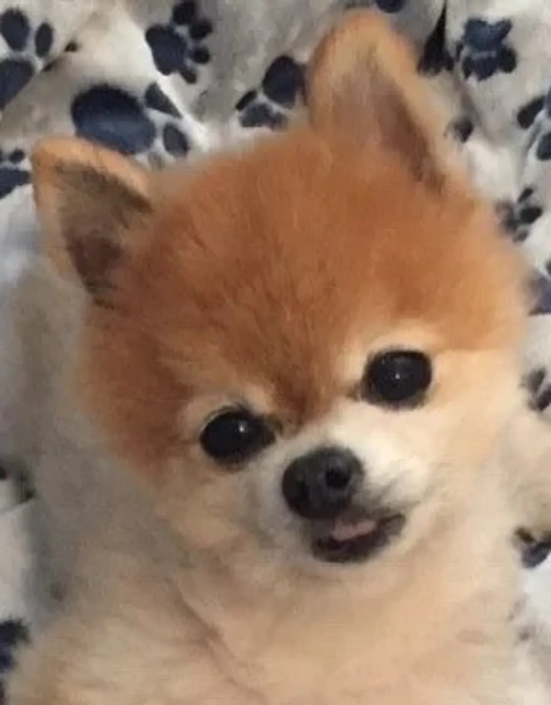 Toby Toby
