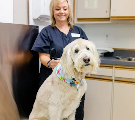 East Springs Animal Hospital staff with big white dog. East Springs Animal Hospital staff with big white dog.