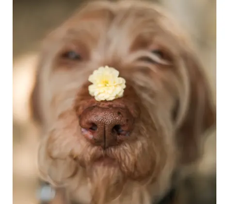 Brown Dog with a Yellow Flower on its Nose Brown Dog with a Yellow Flower on its Nose