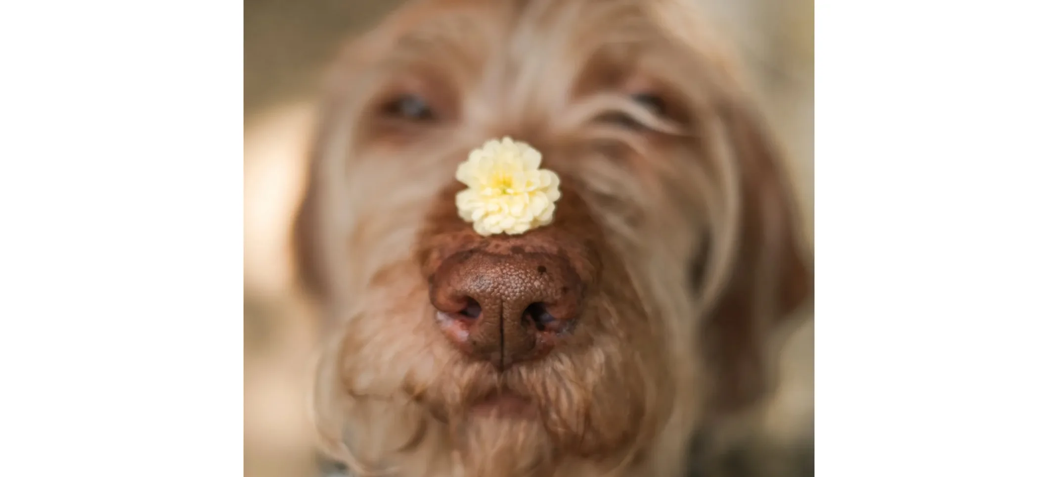Brown Dog with a Yellow Flower on its Nose Brown Dog with a Yellow Flower on its Nose