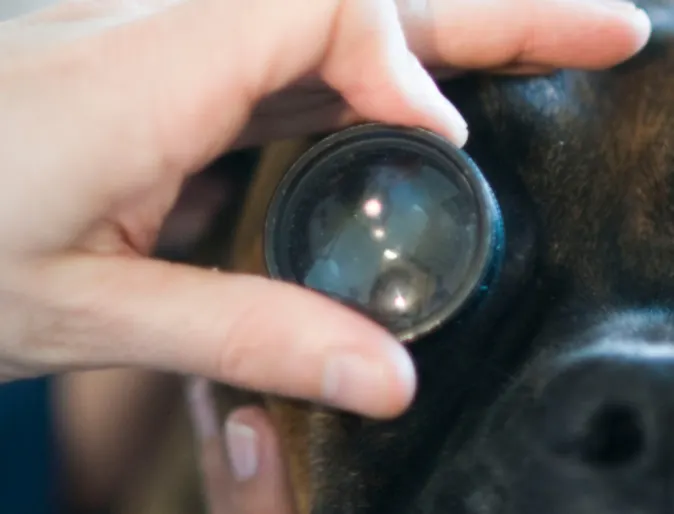 A dog is being examined in the eye. A dog is being examined in the eye.