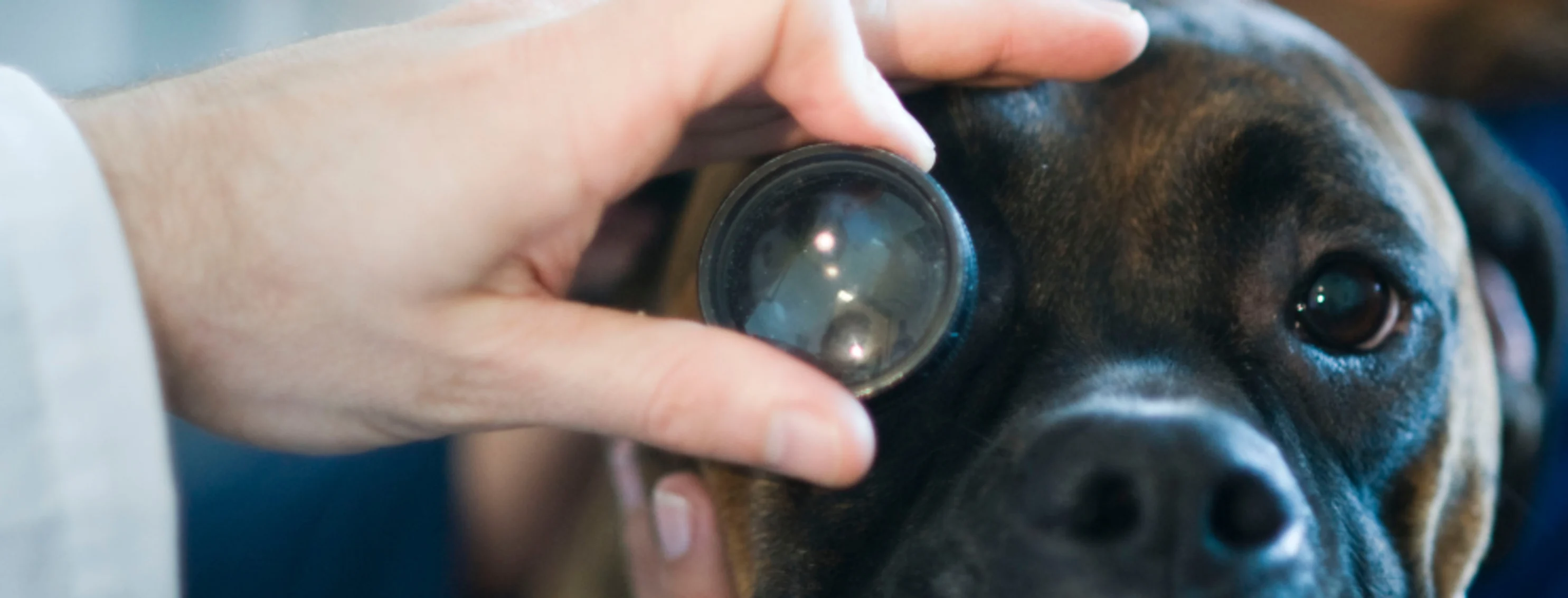 A dog is being examined in the eye. A dog is being examined in the eye.