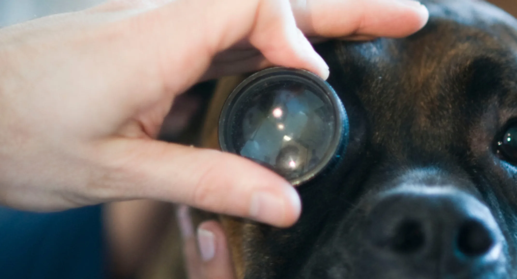 A dog is being examined in the eye. A dog is being examined in the eye.