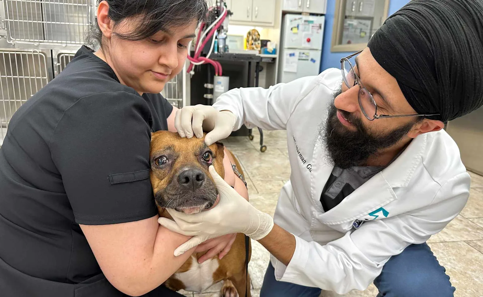 Veterinarian inspecting dog's eye Veterinarian inspecting dog's eye