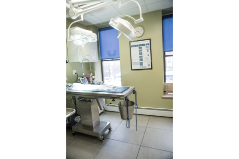 Animal Kind Veterinary Hospital Surgery