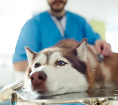 Husky Laying Down