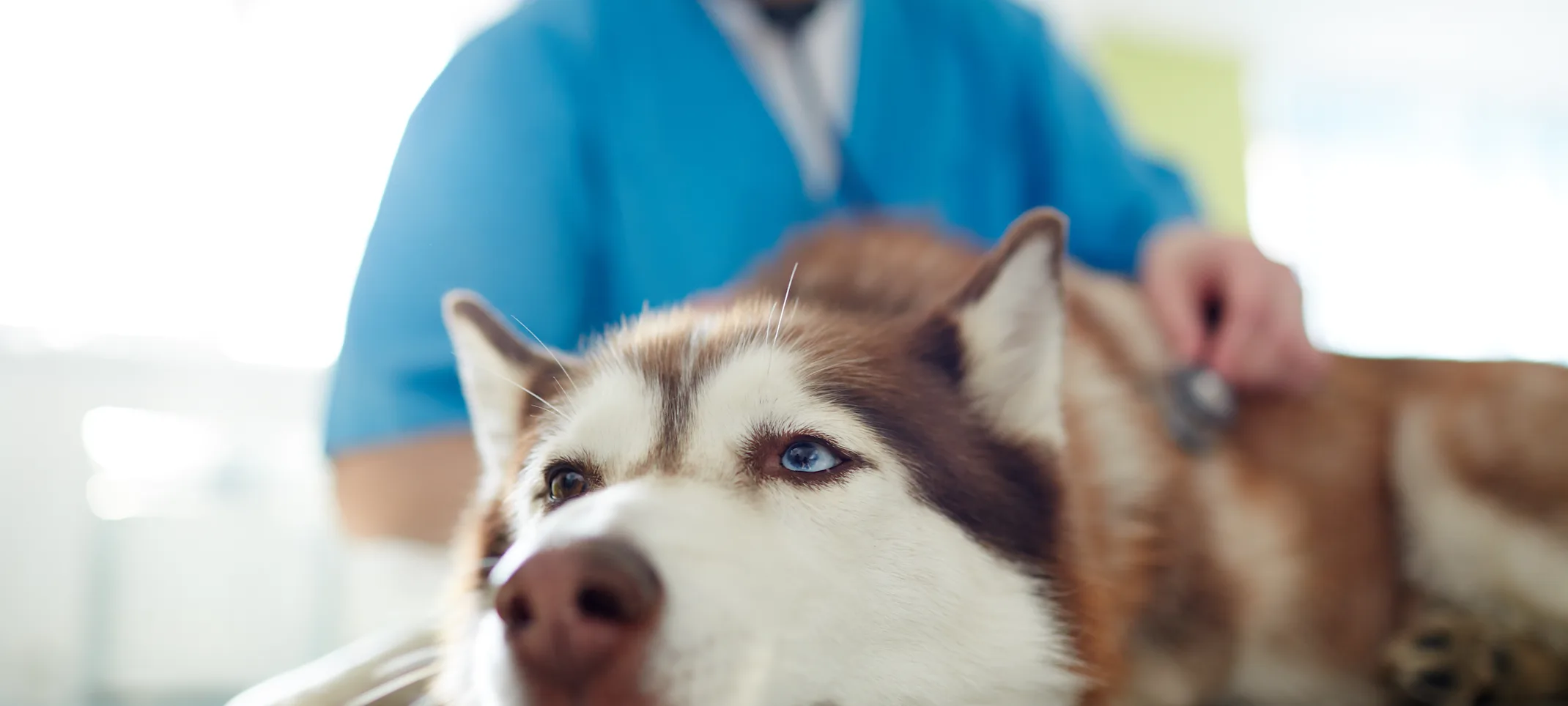 Husky Laying Down