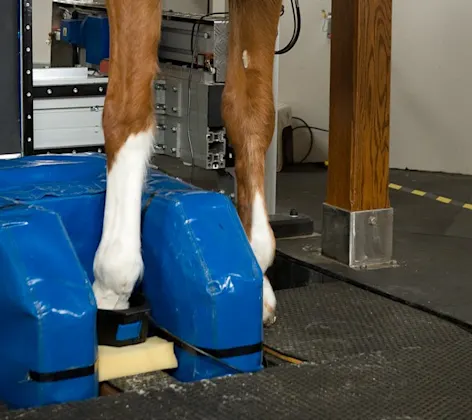 Hallmarq Standing MRI Hallmarq Standing MRI