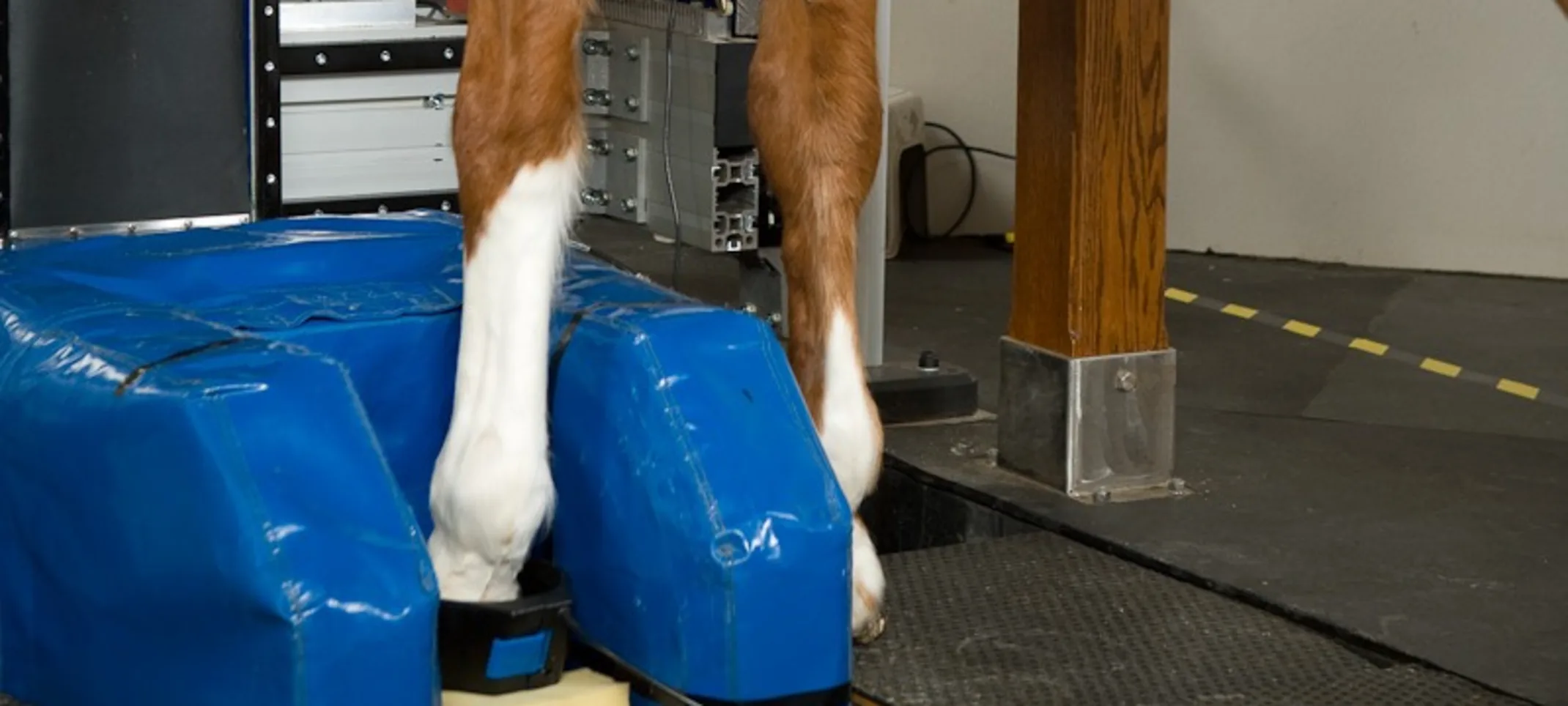 Hallmarq Standing MRI Hallmarq Standing MRI