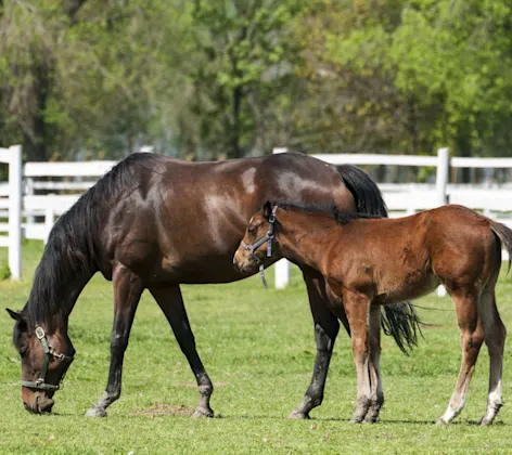 Two brown horses in a grassy field Two brown horses in a grassy field
