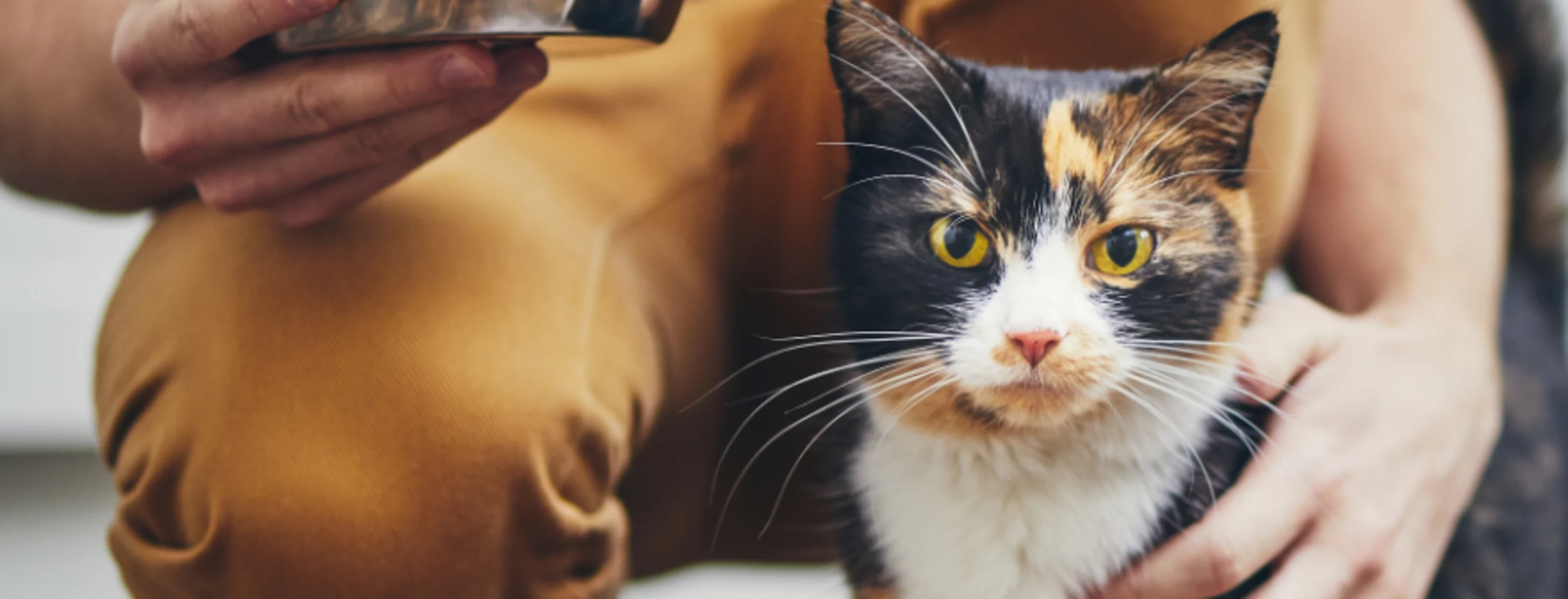A person offering food to a cat A person offering food to a cat