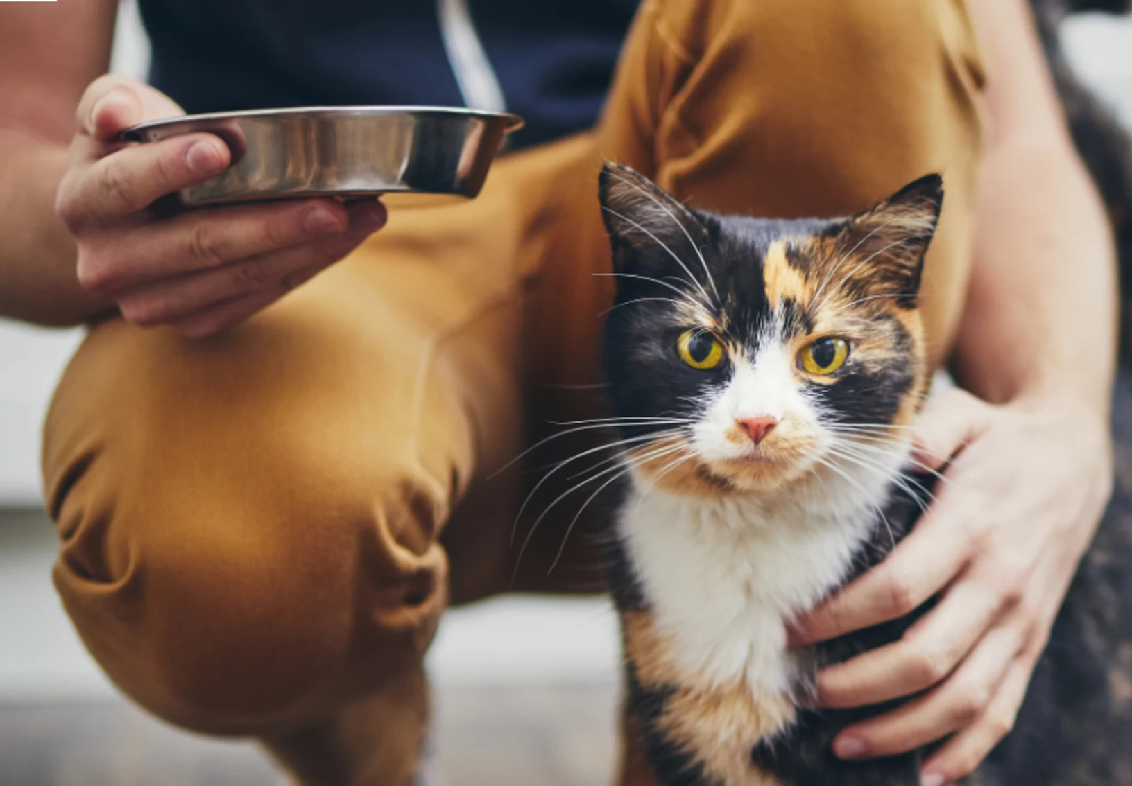 A person offering food to a cat A person offering food to a cat