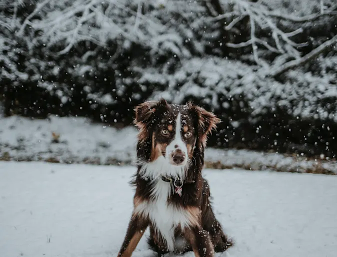 Mix chocolate and white dog sitting on snow. Mix chocolate and white dog sitting on snow.