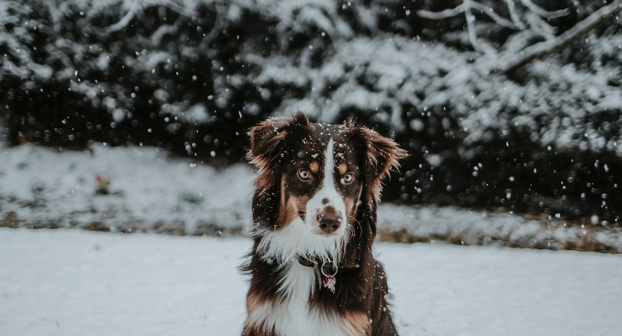Mix chocolate and white dog sitting on snow. Mix chocolate and white dog sitting on snow.