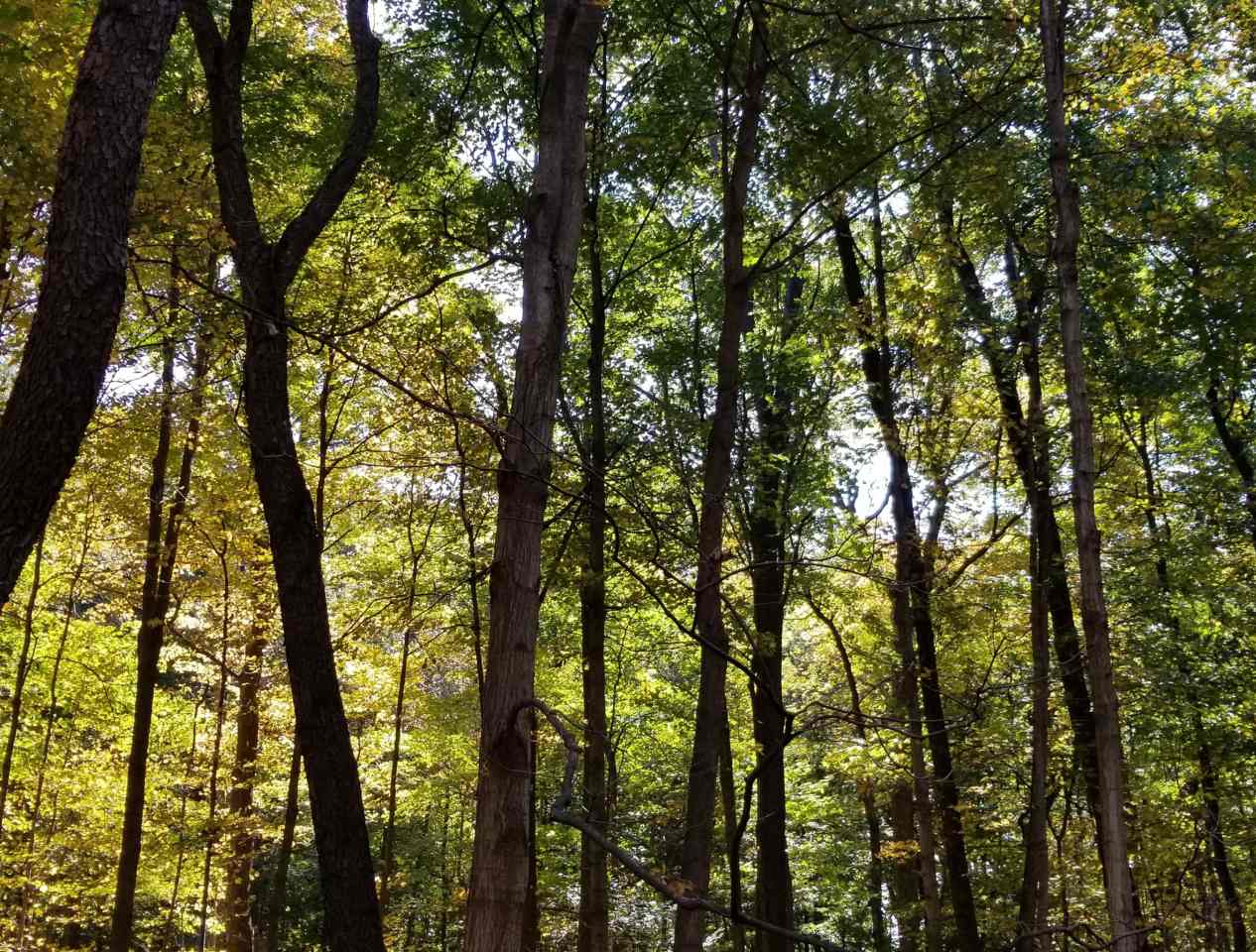 Silhouetted trees against a  blue sky.