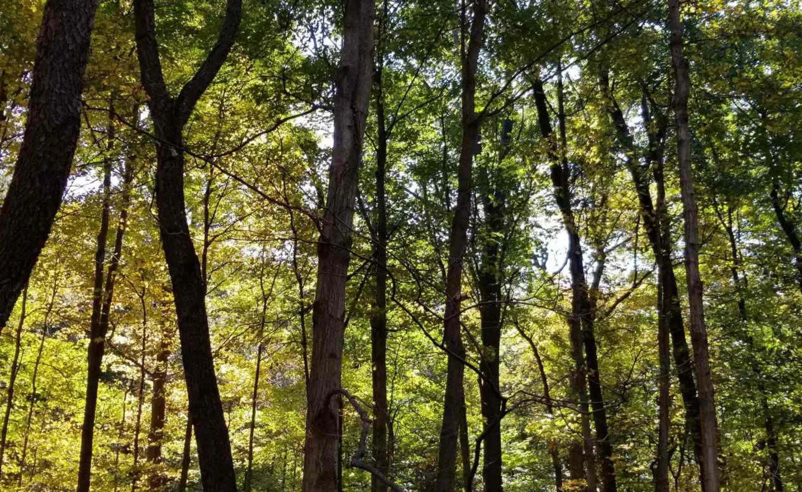 Silhouetted trees against a blue sky. Silhouetted trees against a blue sky.