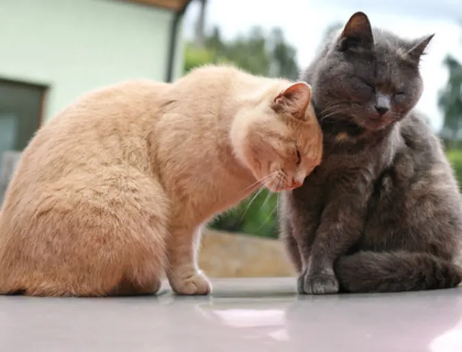 Cats Nuzzling Cats Nuzzling