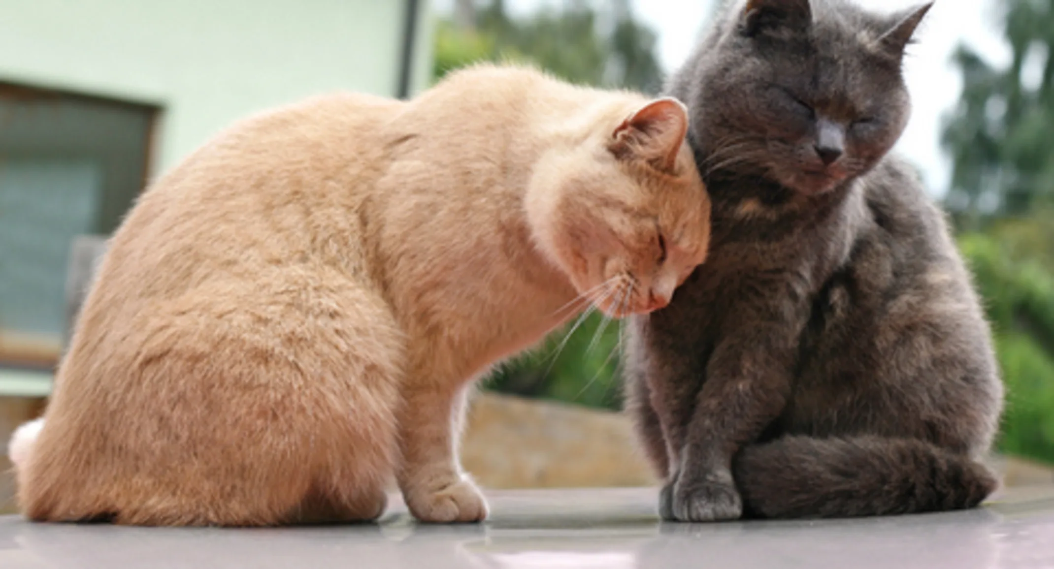 Cats Nuzzling Cats Nuzzling