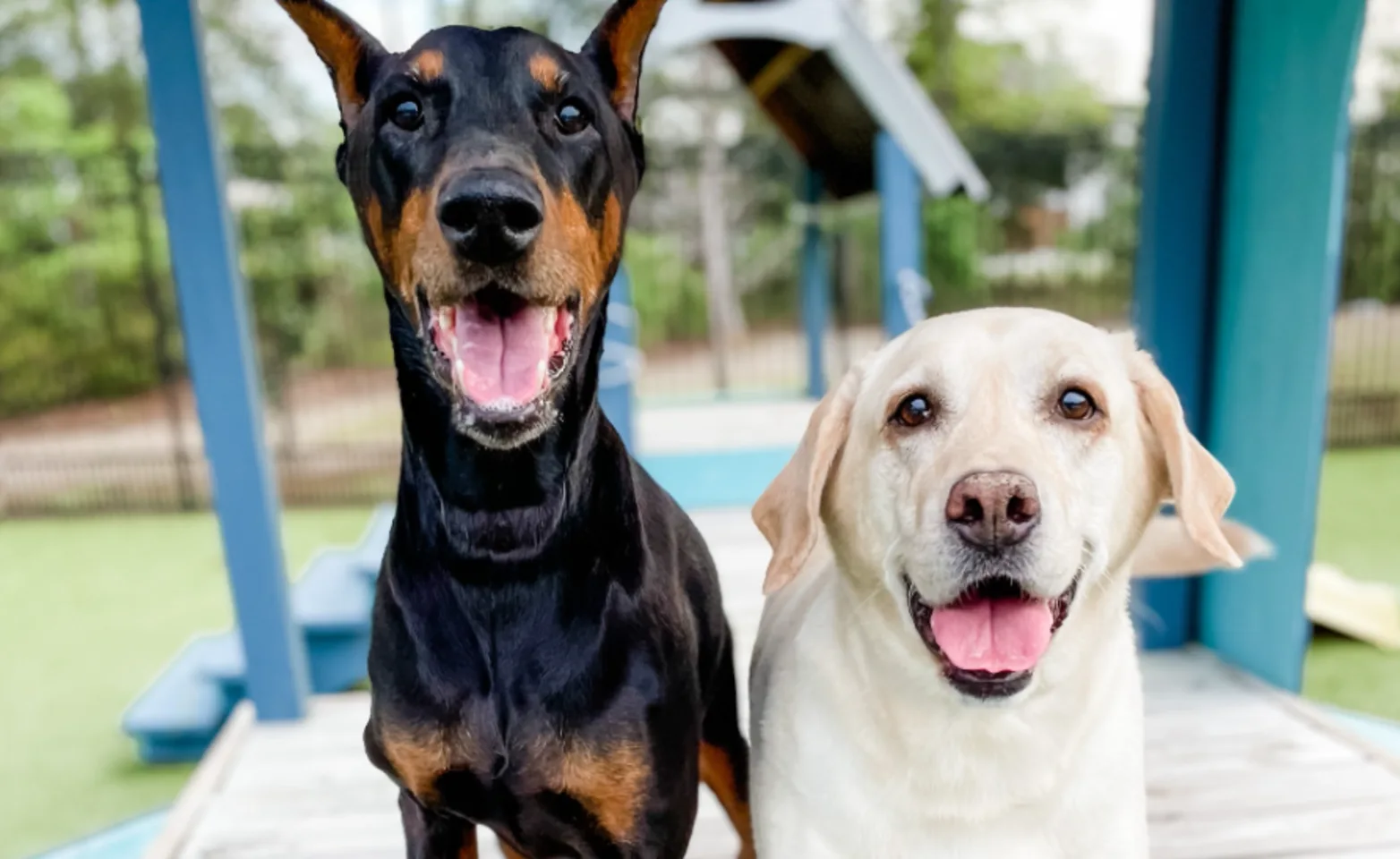 A Doberman and a Yellow Lab standing outside in the play area A Doberman and a Yellow Lab standing outside in the play area
