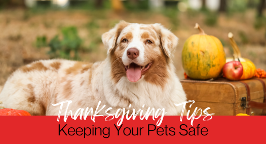 brown and beige dog with "Thanksgiving Tips Keeping Your Pets Safe" graphic overlayed
