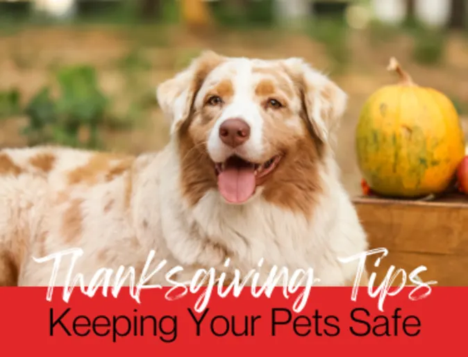brown and beige dog with "Thanksgiving Tips Keeping Your Pets Safe" graphic overlayed brown and beige dog with "Thanksgiving Tips Keeping Your Pets Safe" graphic overlayed