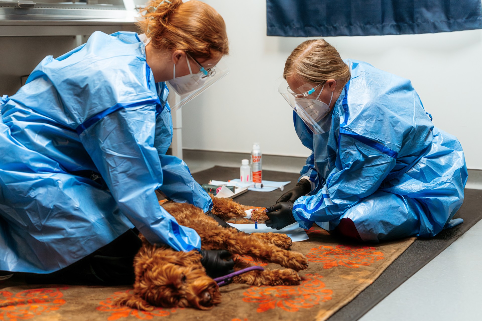 Two internists examining a poodle