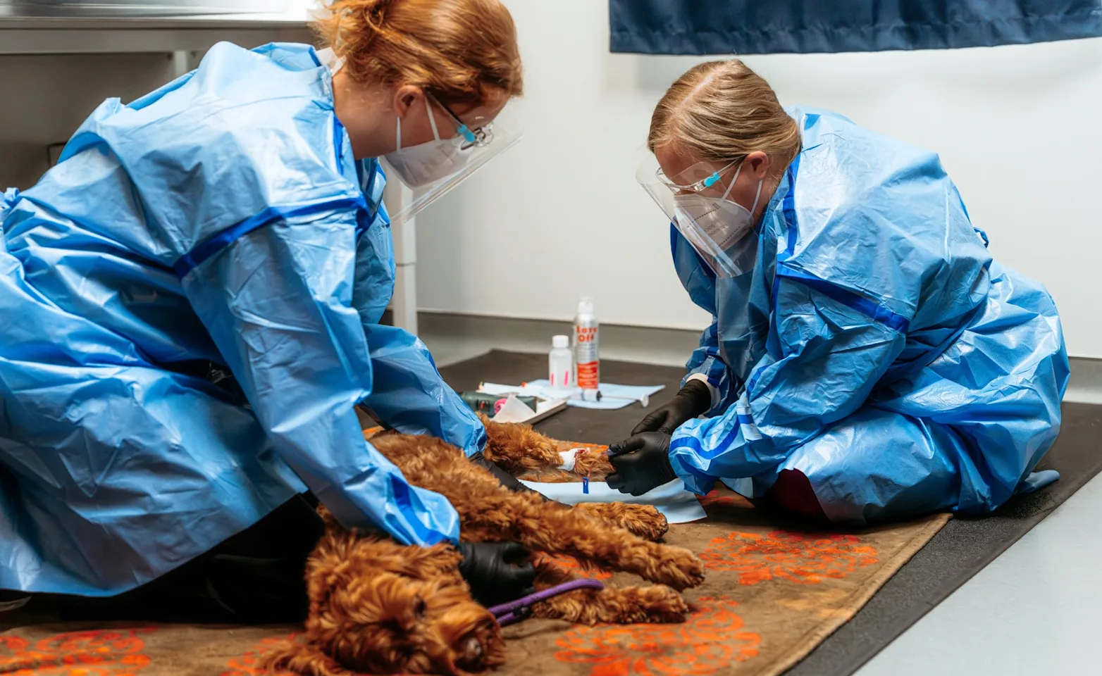 Two internists examining a poodle Two internists examining a poodle