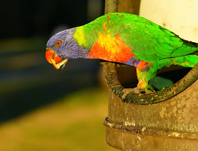 Bird perched and looking down Bird perched and looking down