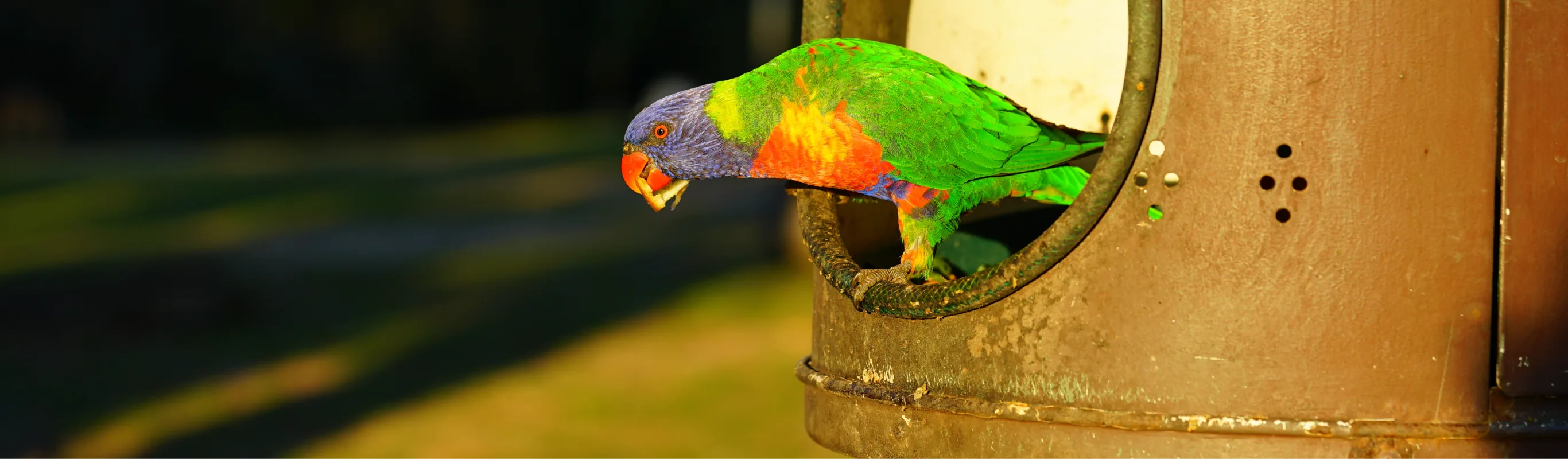 Bird perched and looking down