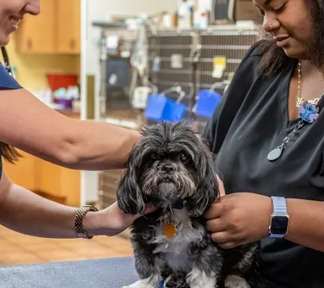 Vets microchipping dog Vets microchipping dog