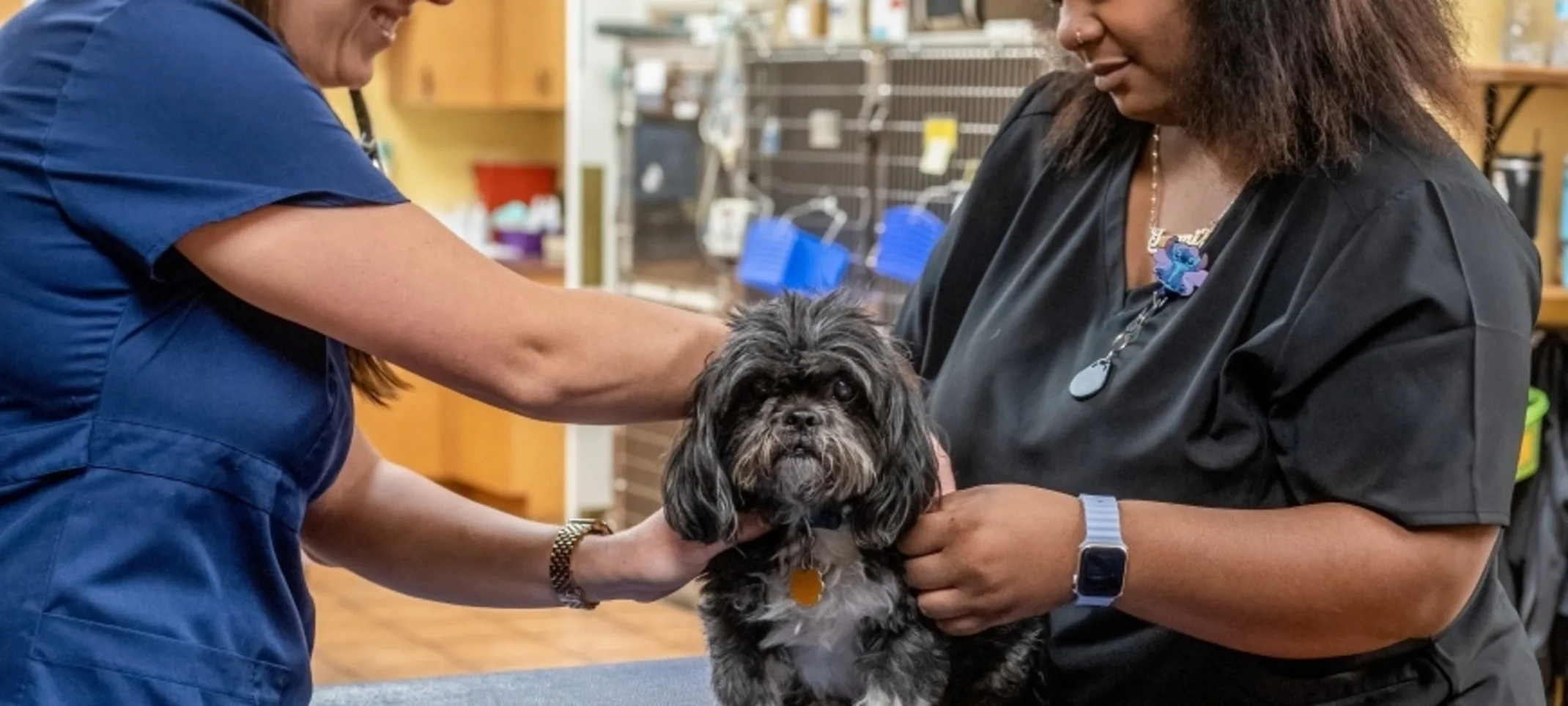 Vets microchipping dog Vets microchipping dog