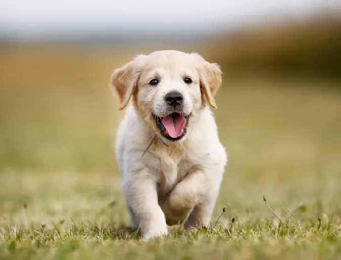 Puppy running Puppy running