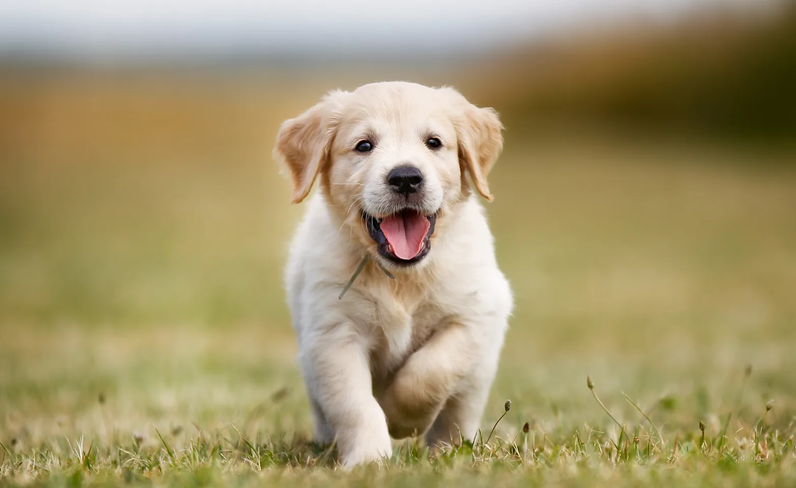 Puppy running Puppy running