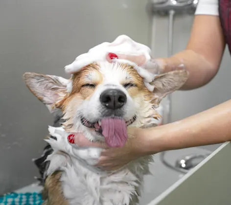 Dog in bath sticking tongue out Dog in bath sticking tongue out