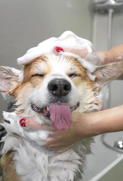 Dog in bath sticking tongue out Dog in bath sticking tongue out