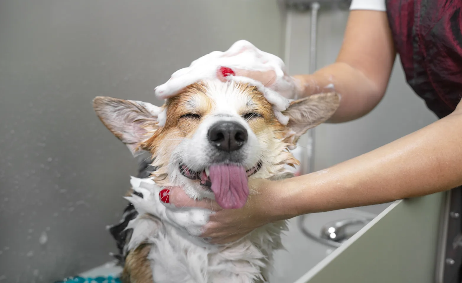 Dog in bath sticking tongue out Dog in bath sticking tongue out