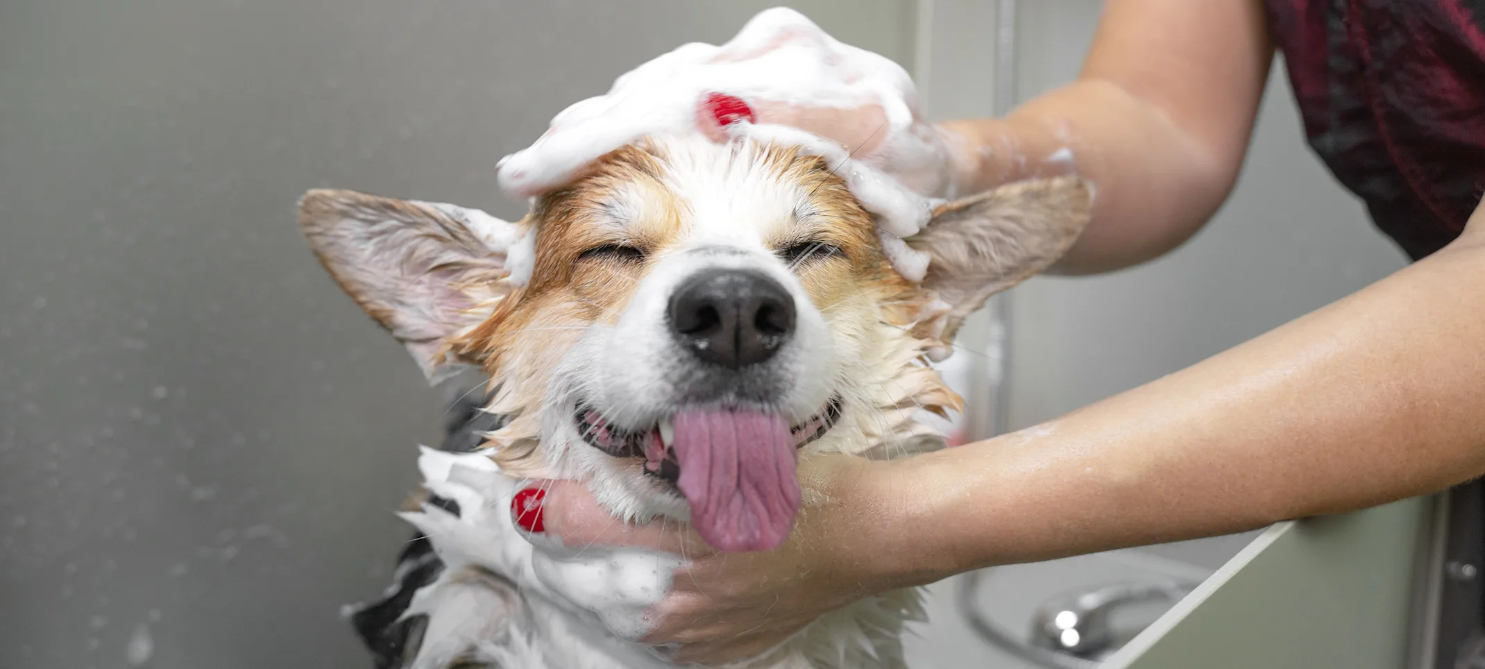 Dog in bath sticking tongue out Dog in bath sticking tongue out