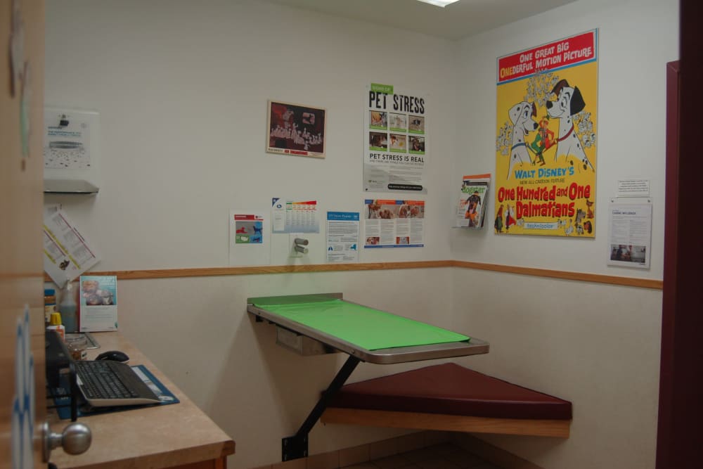 exam room and table at Kenmore Animal Hospital